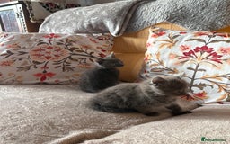 Mixed Breed cats for sale: Grey kittens for sale - Image 13