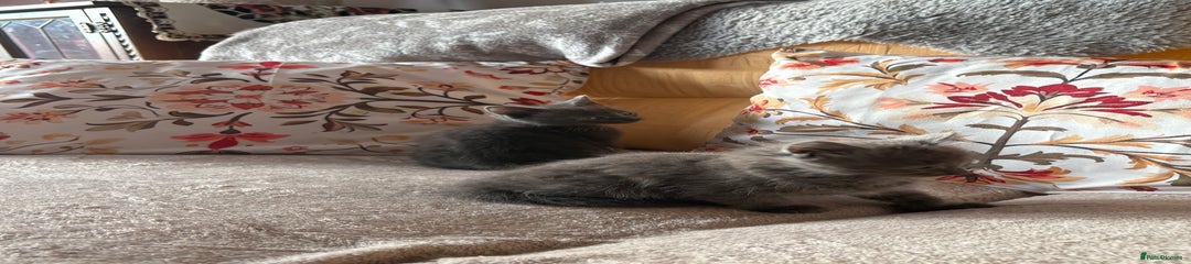 Mixed Breed Kitten 4