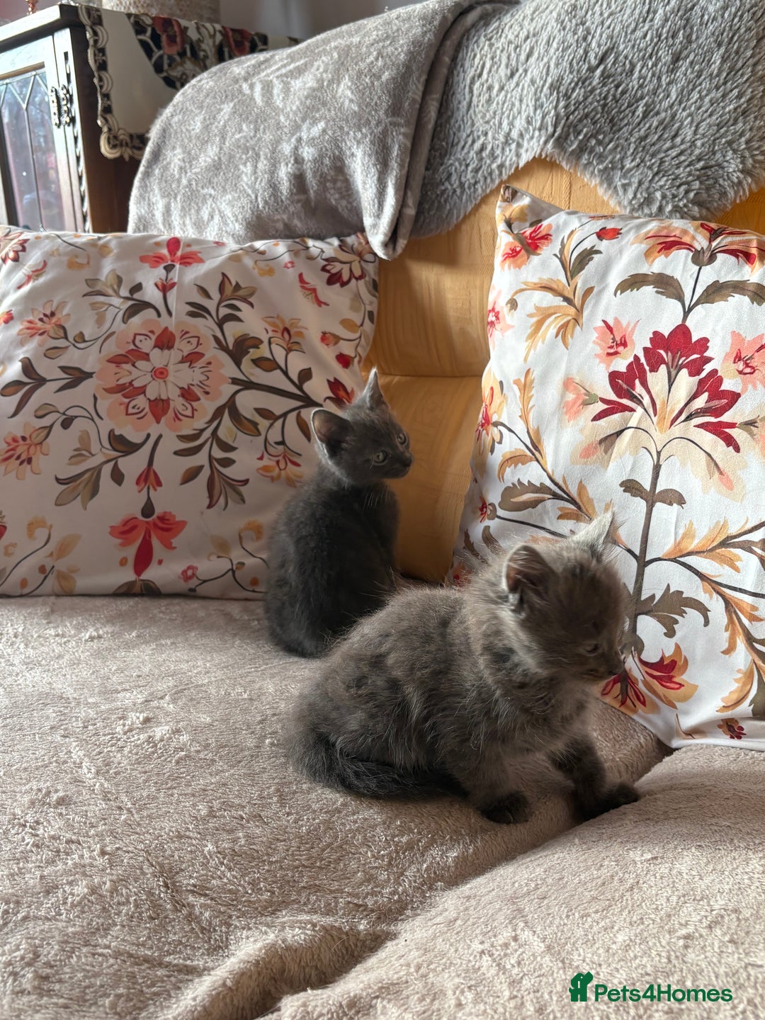 Mixed Breed cats for sale: Grey kittens for sale - Image 13
