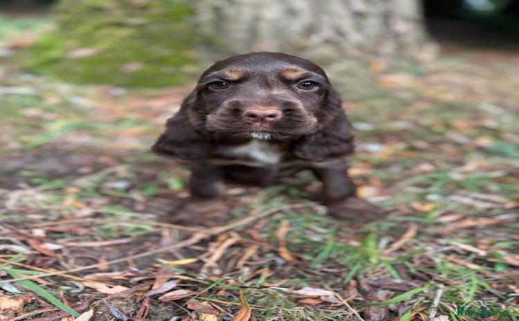Cocker Spaniel dogs - Advert 2