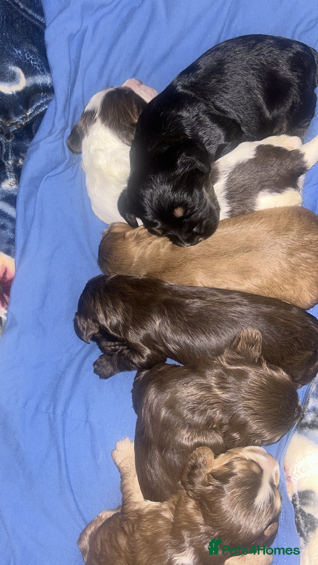 Cocker Spaniel dogs for sale: Kc registered Adorable Show cocker   puppy’s 🐶🐶 - Image 3