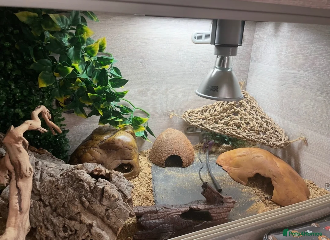 Leopard Gecko reptiles for sale: Female Leopard Gecko and Complete Set Up in Rochester - Advert 5