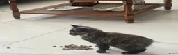 Mixed Breed cats for sale: Reduced  - Advert 3