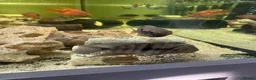 Cichlids fish for sale: Fish for sale in Milton Keynes - Advert 12