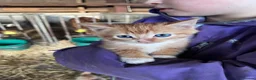Mixed Breed cats for sale: Beautiful farm kittens  - Advert 11
