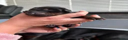 Dobermann dogs for sale: Exceptional Pedigree Doberman pups for sale  - Advert 19