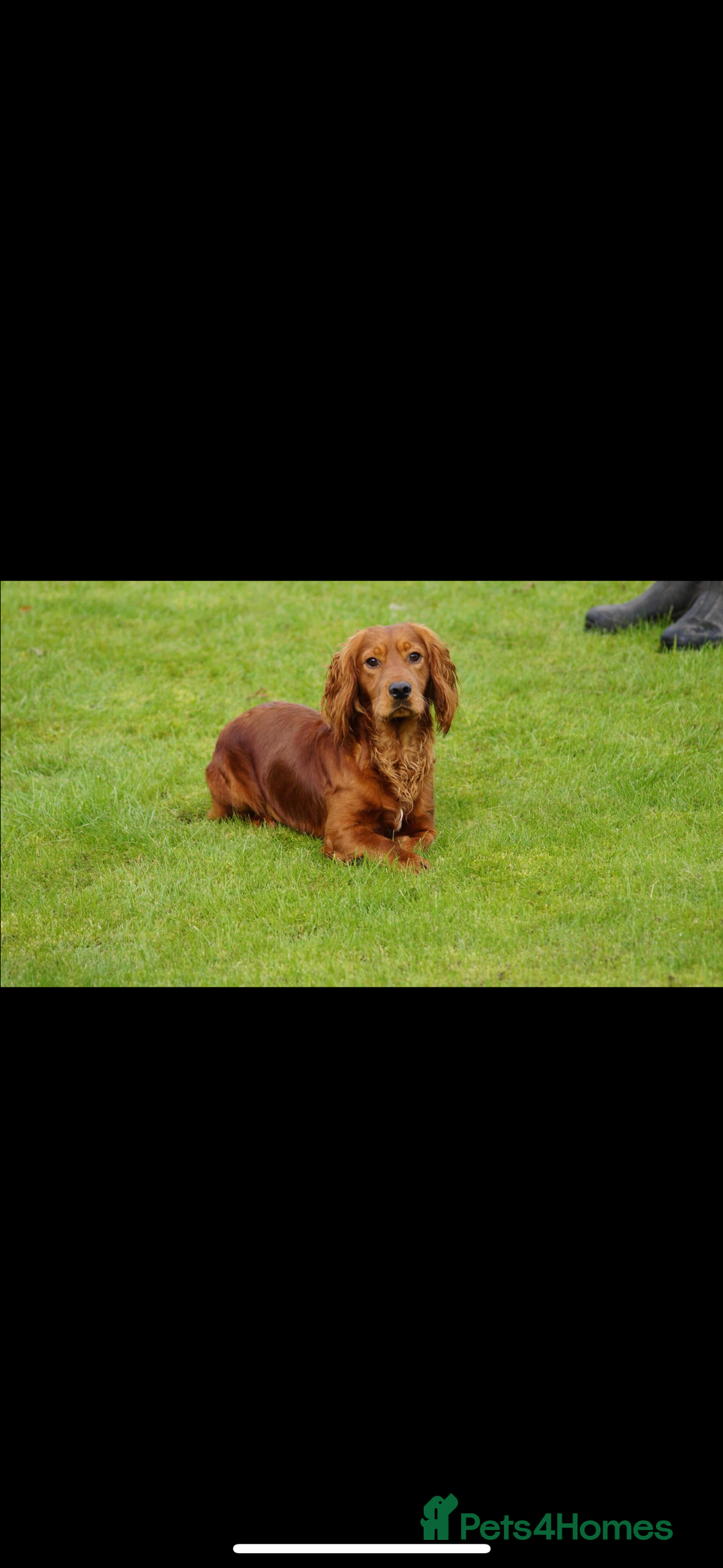 Cocker Spaniel dogs for sale: Golden Cocker spaniel puppies working bred  - Advert 10