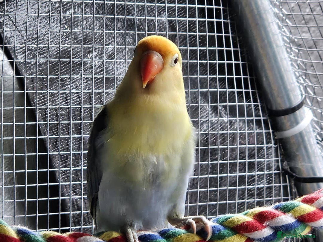 Lovebirds birds for sale: Established breeding pair of love birds - Image 6