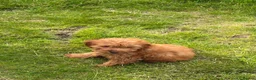 Mixed Breed dogs for sale: Puppys  - Advert 2