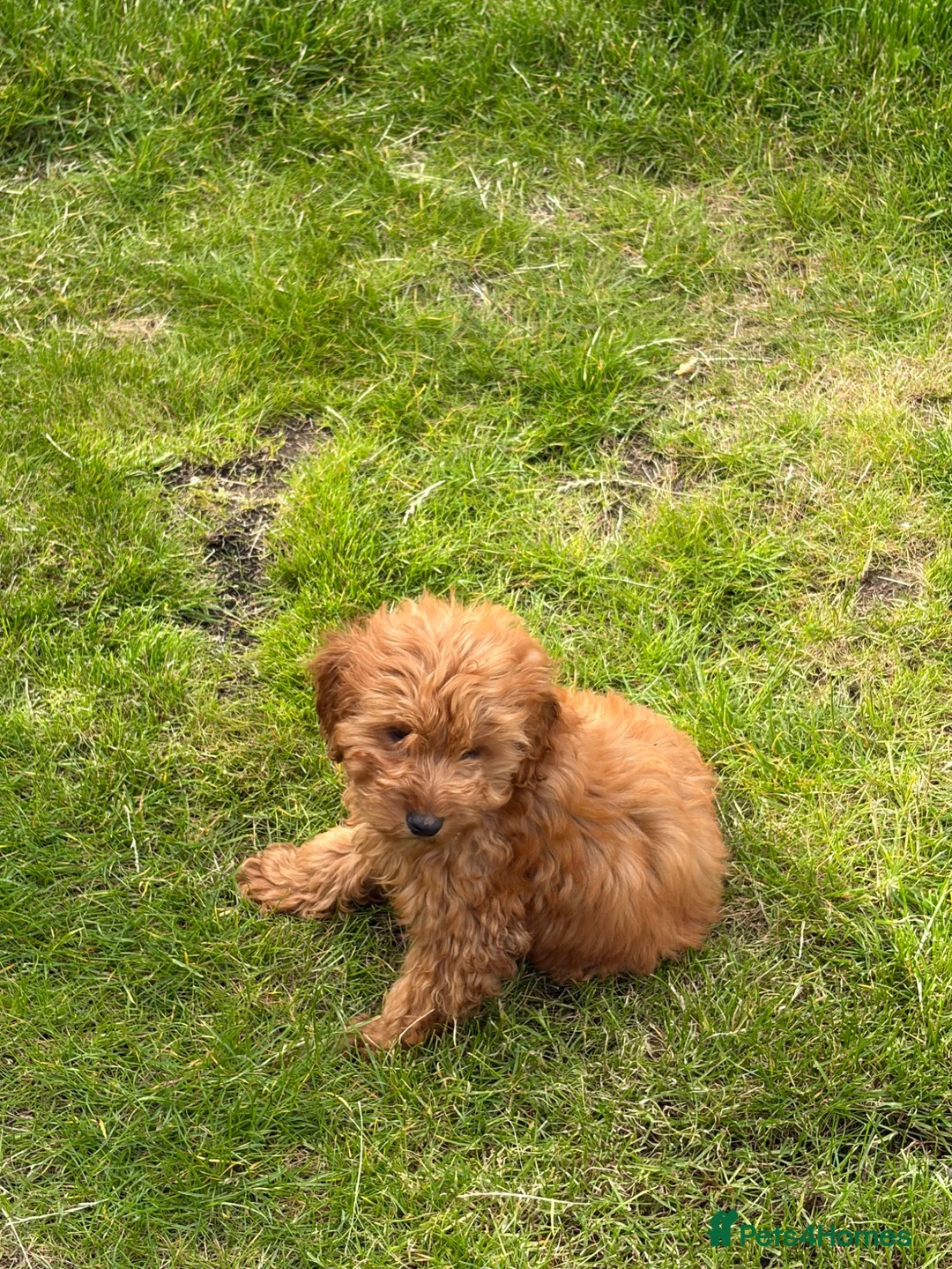 Mixed Breed dogs for sale: Puppys  - Advert 2