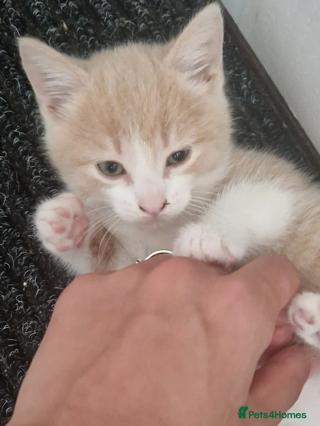 Mixed Breed cats for sale: Kitties - Advert 4