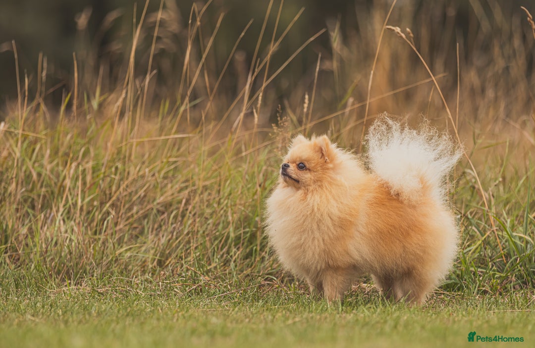 Pomeranian dogs for stud: Prince George Bridgeton 👑 - Image 13
