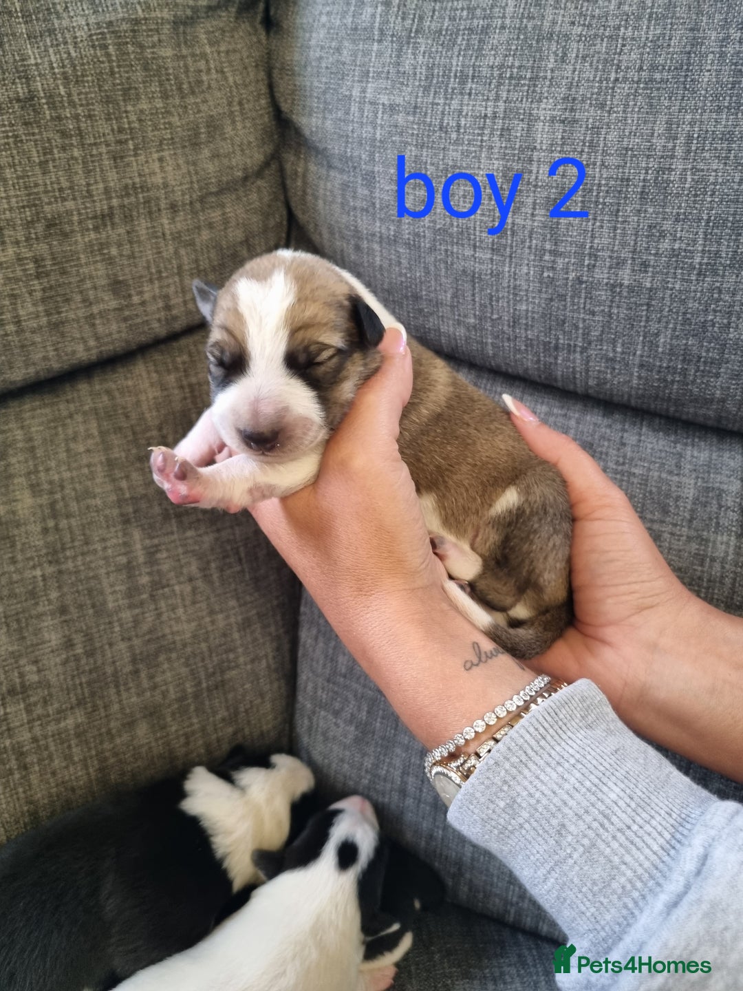 Mixed Breed dogs for sale: Chunky border collie cross puppies - Image 5
