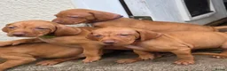 Hungarian Vizsla dogs for sale: ***Ready Now*** Hungarian Vizsla Puppies  - Advert 26