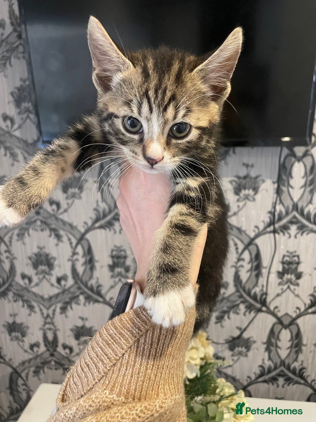 Mixed Breed cats for sale: Kittens ready for their new homes - Image 4