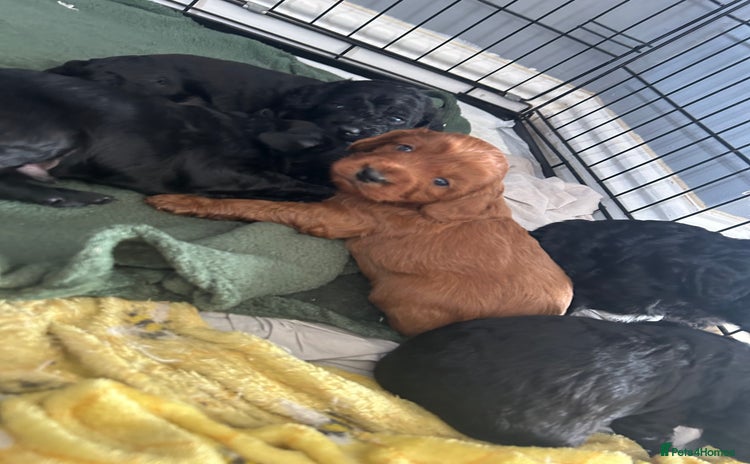 Mixed Breed dogs - Advert 10
