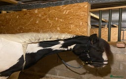 Irish Cob horses for sale: Stunning Piebald Cob Gelding 15hh/ recently backed - Advert 4