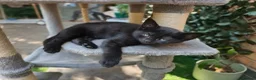 Mixed Breed cats for sale: Bengal Marble & Turkish Agora - Advert 9