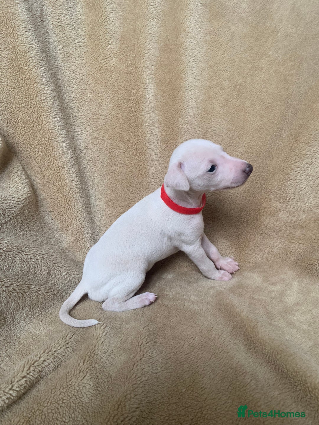 Italian Greyhound dogs for sale: Italian greyhound puppies KC reg European Lineage in Leeds - Image 15