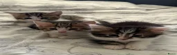 Mixed Breed cats for sale: Adorable Kittens Looking for Their Forever Homes  - Advert 10