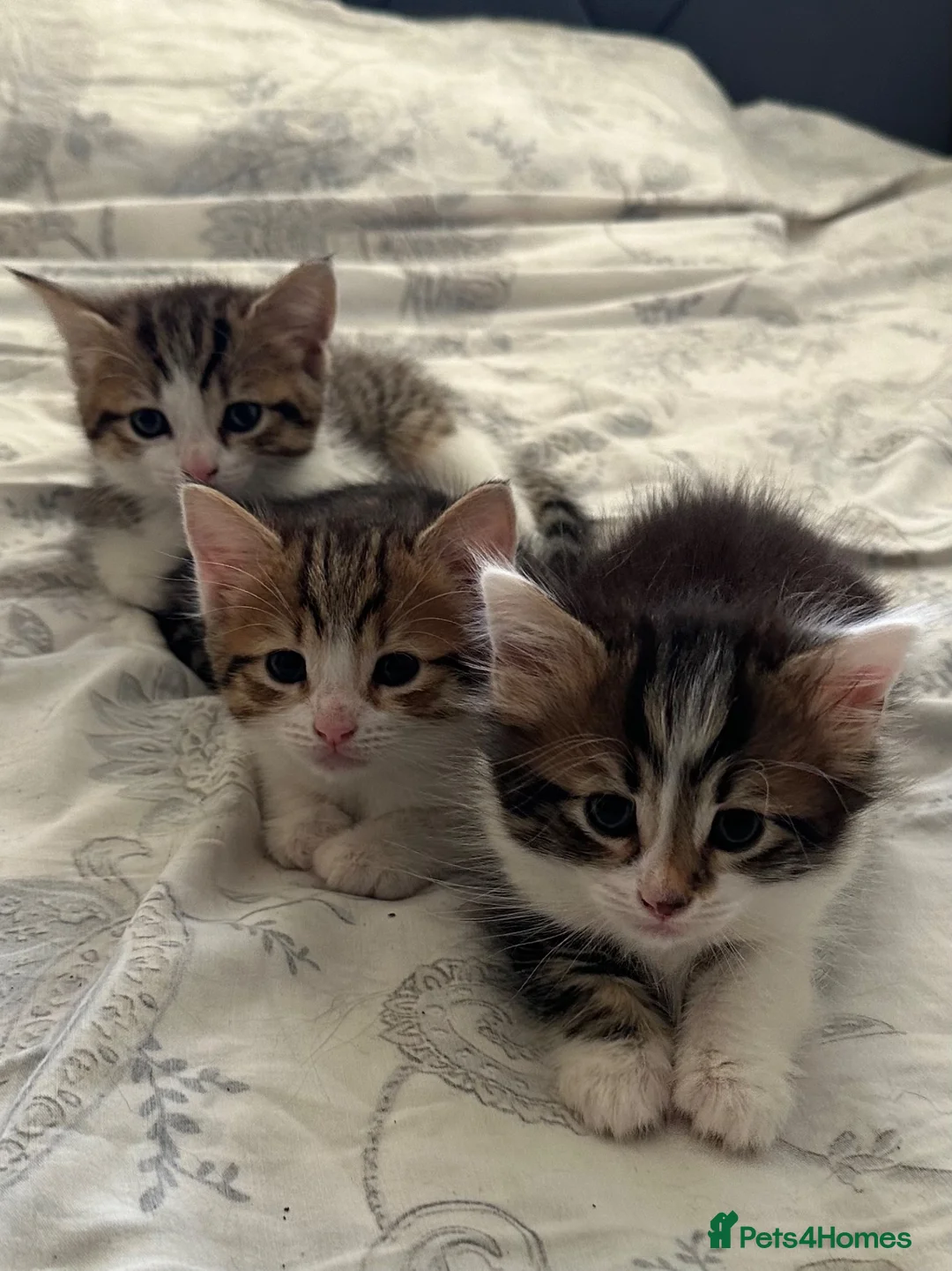 Mixed Breed cats for sale: Adorable Kittens Looking for Their Forever Homes  - Advert 10