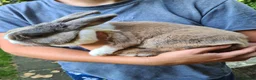 Mini Lion Lop rabbits for sale: Female mini lop x lion head  - Advert 4