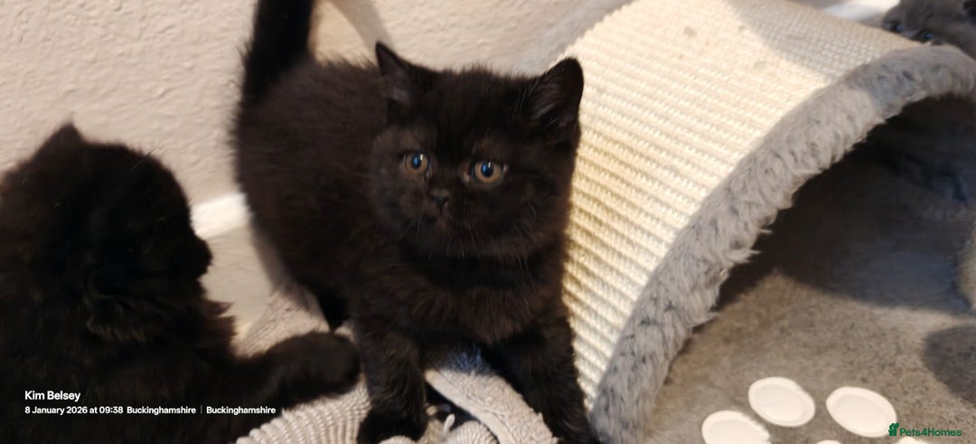 British Shorthair cats for sale: GCCF Reg pedigree Blue and Black Kittens  - Advert 12