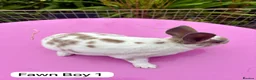 Rex rabbits for sale: Mini Rex Rabbits Mixed Colours Very Friendly  - Advert 18