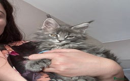 Maine Coon cats for sale: Luxury Polydactyl Maine Coon kittens  - Image 6