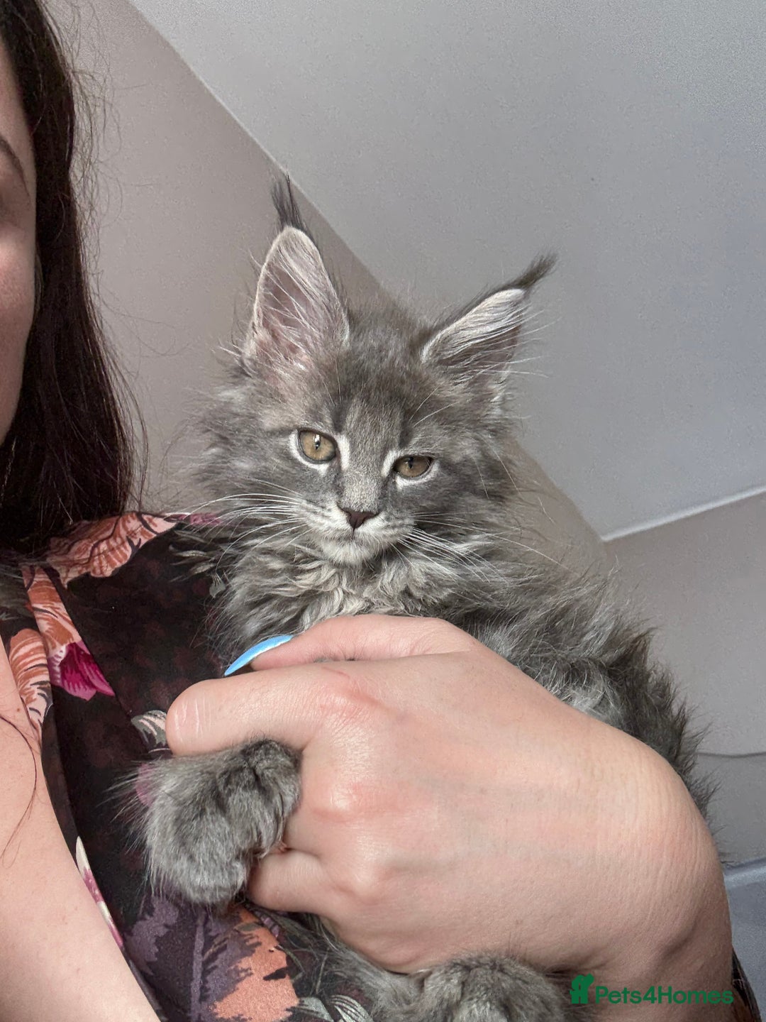 Maine Coon cats for sale: Luxury Polydactyl Maine Coon kittens  - Image 6