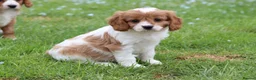 Cavapoo dogs for sale: Beautiful Cavapoo puppies for sale - Advert 39