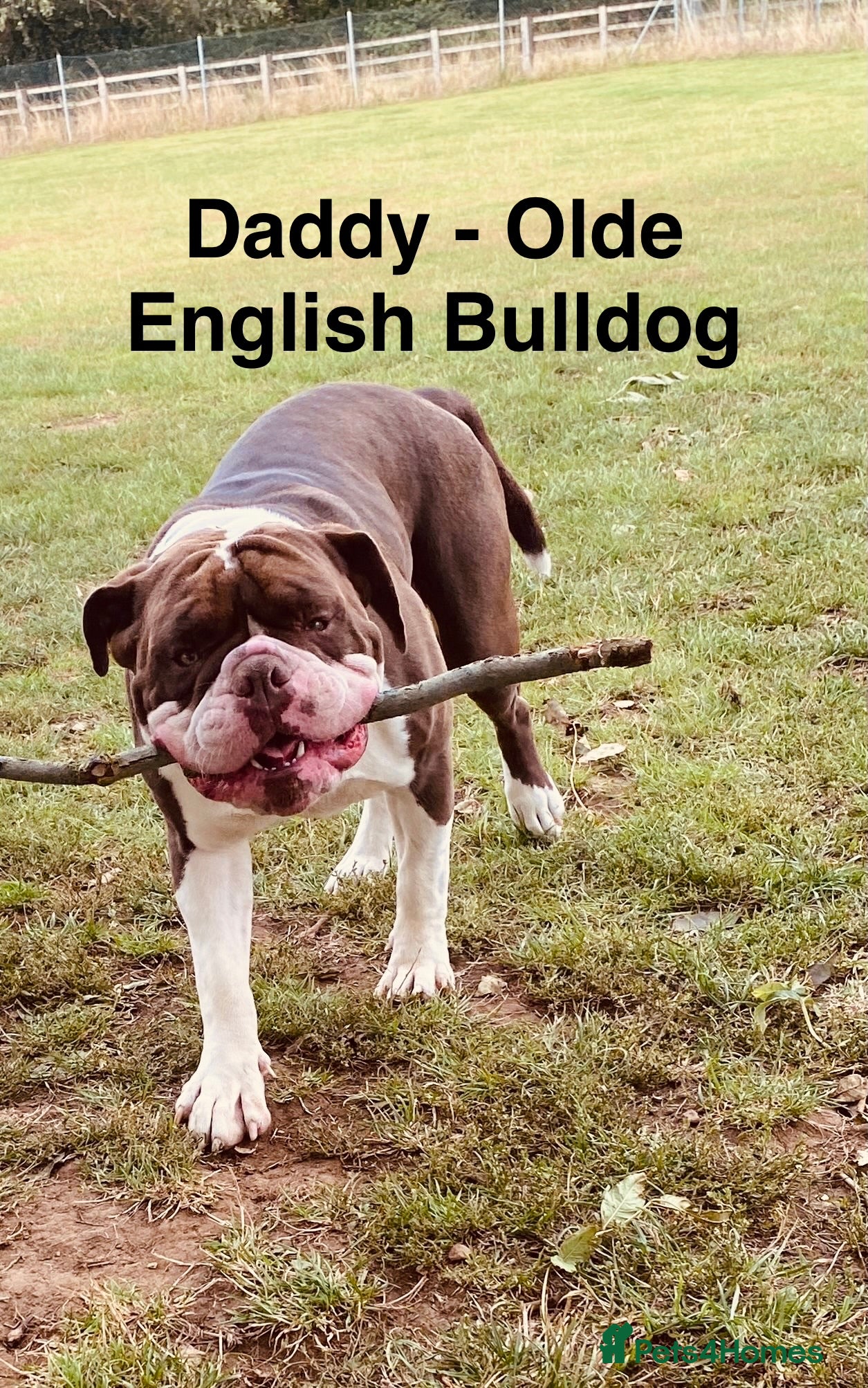 Mixed Breed dogs 🐾 French Bulldog × Olde English Bulldog Pups 🐾 - Advert 2
