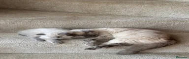 Ragdoll Kitten 1