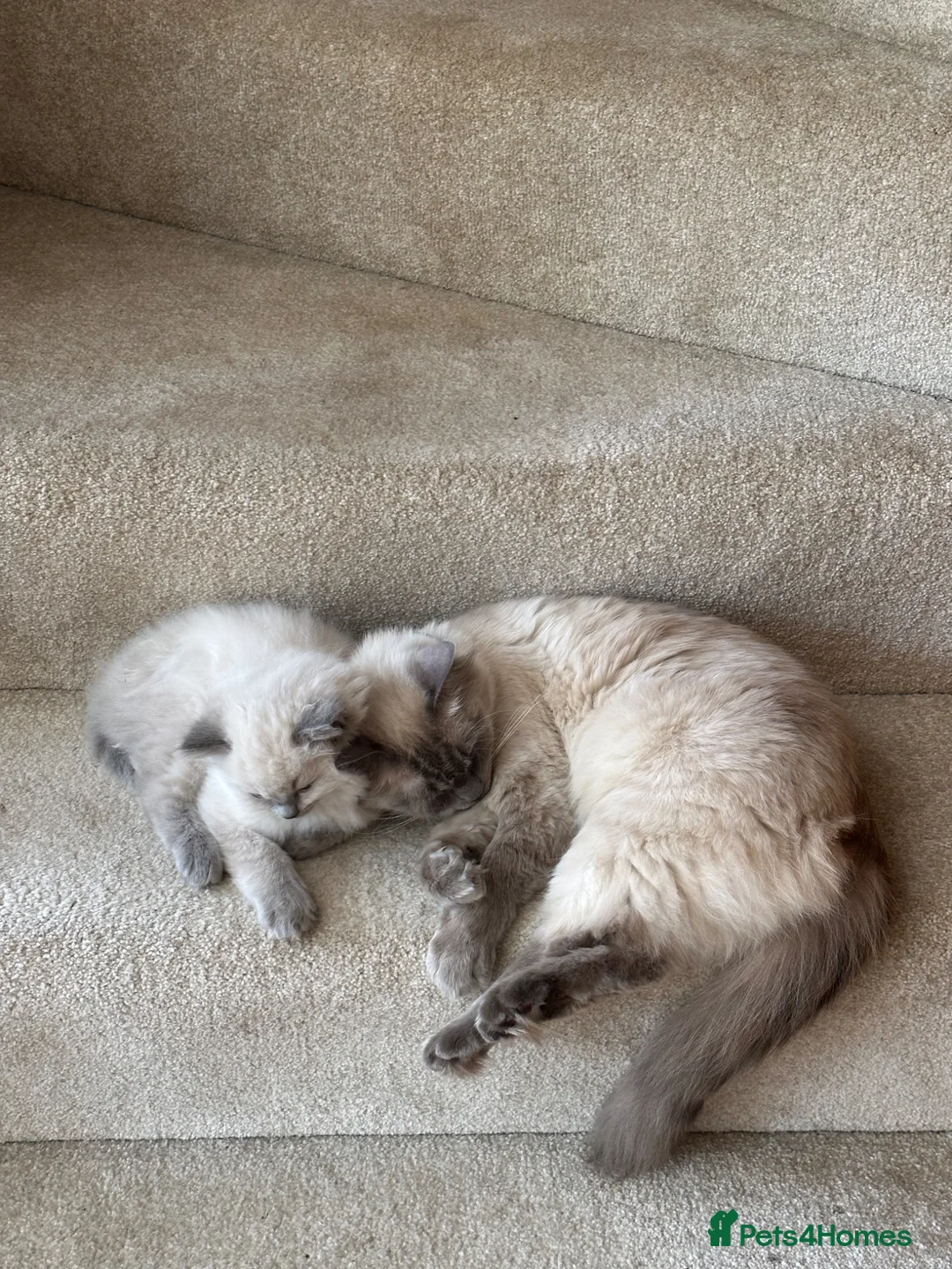 Ragdoll cats for sale: Blue point ragdoll  - Advert 2