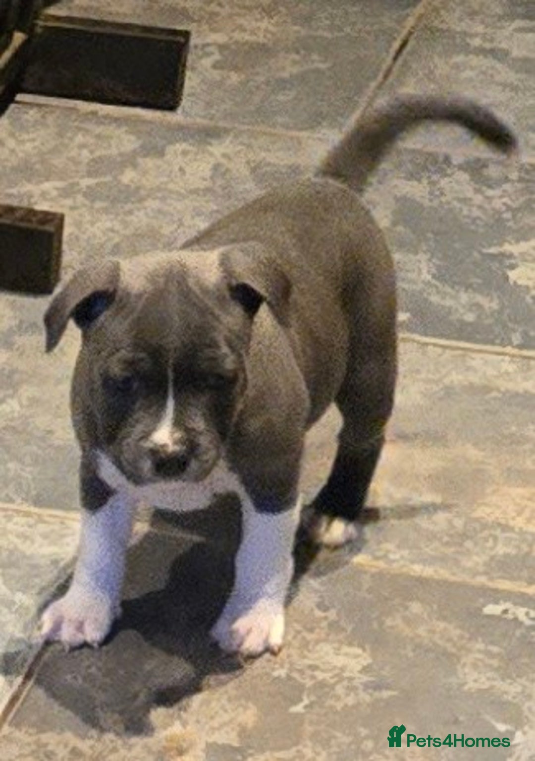 Staffordshire Bull Terrier dogs for sale: VERY RARE TOP QUALITY WHITE BLUE PIED STAFFORD BOY - Image 13