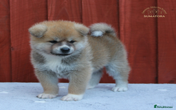 Japanese Akita Inu dogs for sale: ♥OUR PUPPIES ARRIVED♥ in Builth Wells - Image 16