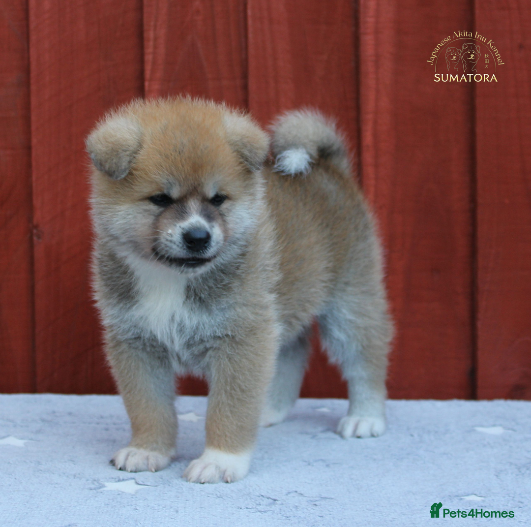 Japanese Akita Inu dogs for sale: ♥OUR PUPPIES ARRIVED♥ in Builth Wells - Image 16
