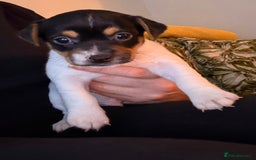 Jack Russell dogs for sale: Jack Russell Puppies - Advert 9