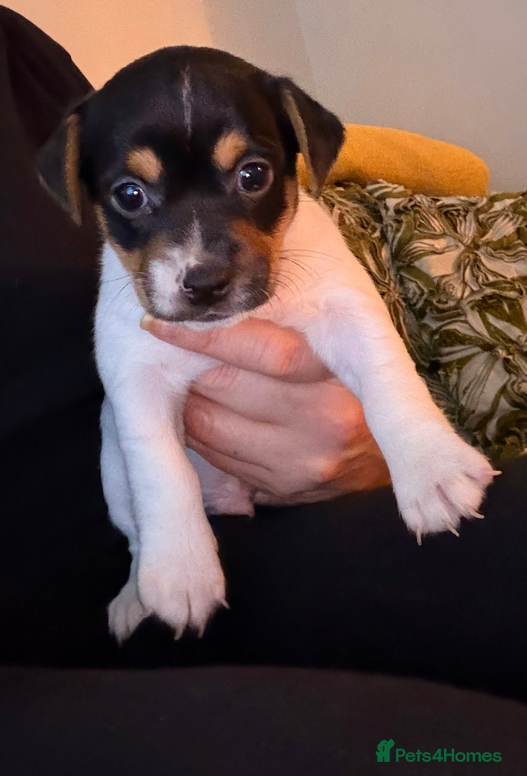 Jack Russell dogs for sale: Jack Russell Puppies - Advert 9