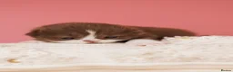 British Shorthair cats for sale: Choco Lilac Red Bicolour British Short Long-haird - Advert 34