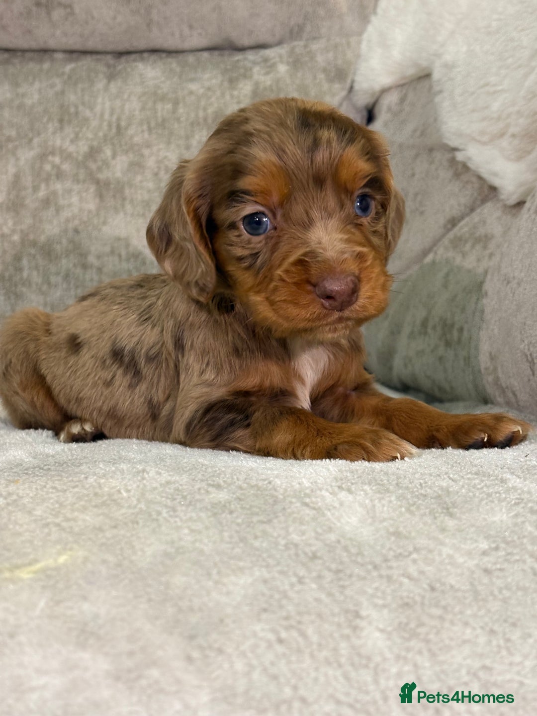 Cocker Spaniel dogs for sale: Stunning cocker spaniel puppies - Advert 31