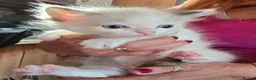 Ragdoll cats for sale: Ragdoll kittens from gçcf registered parents - Advert 13