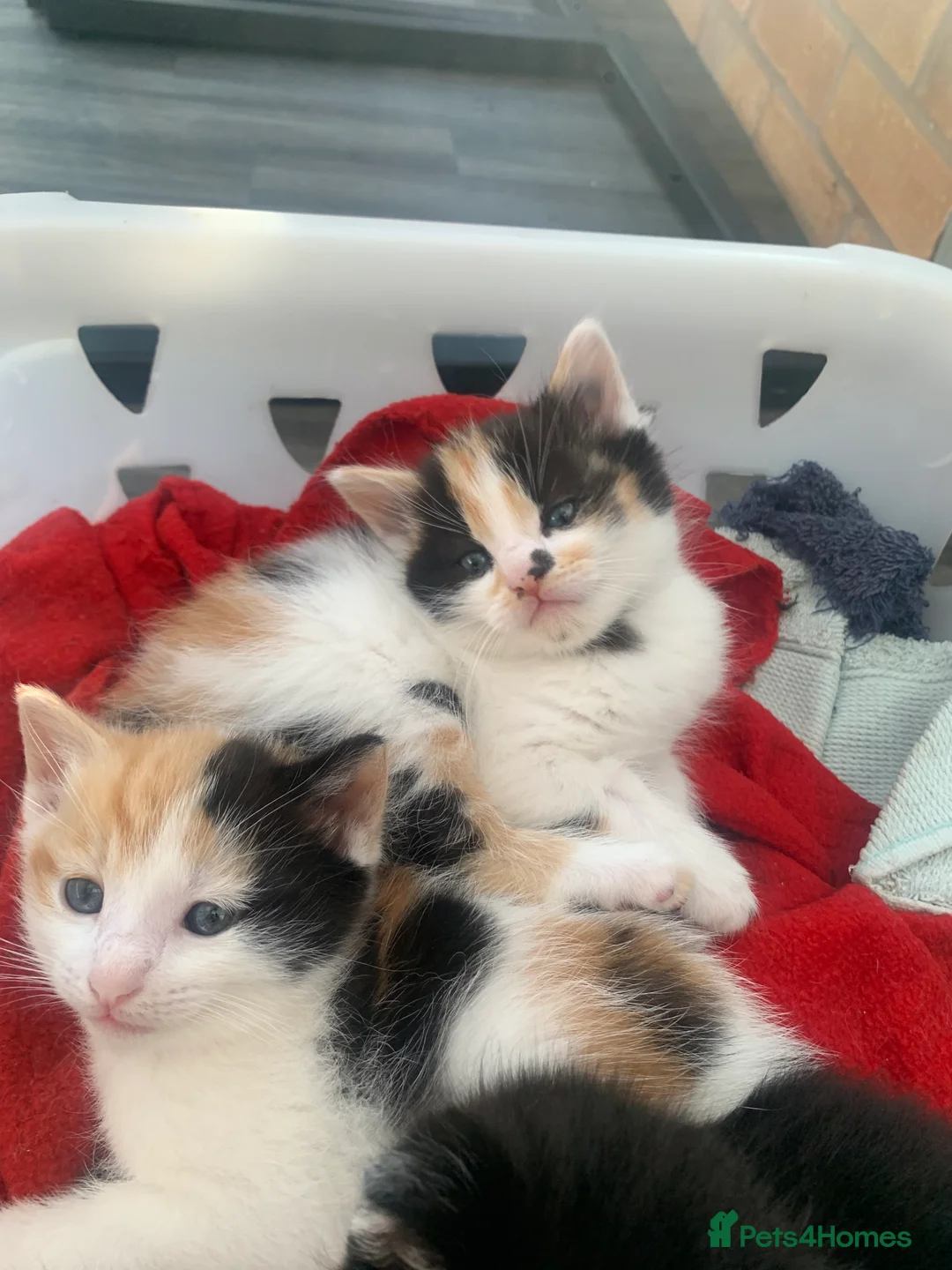 Mixed Breed cats for sale: tabby kittens - Advert 2