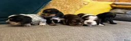 Cocker Spaniel dogs for sale: Show Type Cocker Spaniel Puppies - Advert 4