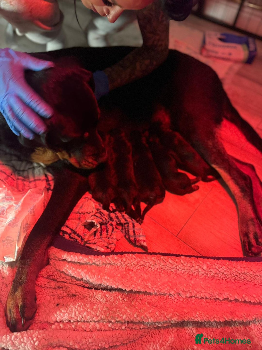 Rottweiler dogs for sale: Female Rottweiler puppy - Image 4
