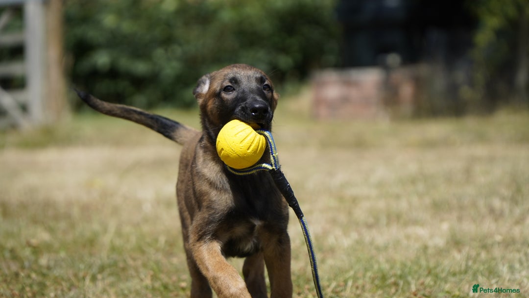 Belgian Shepherd Dog dogs for sale: KC registered Belgian Malinois – Stable,Balanced🐾 - Image 17