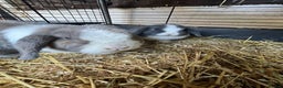 Mini Lop rabbits for sale: Mini lop buns  - Advert 10