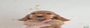 Cocker Spaniel 3