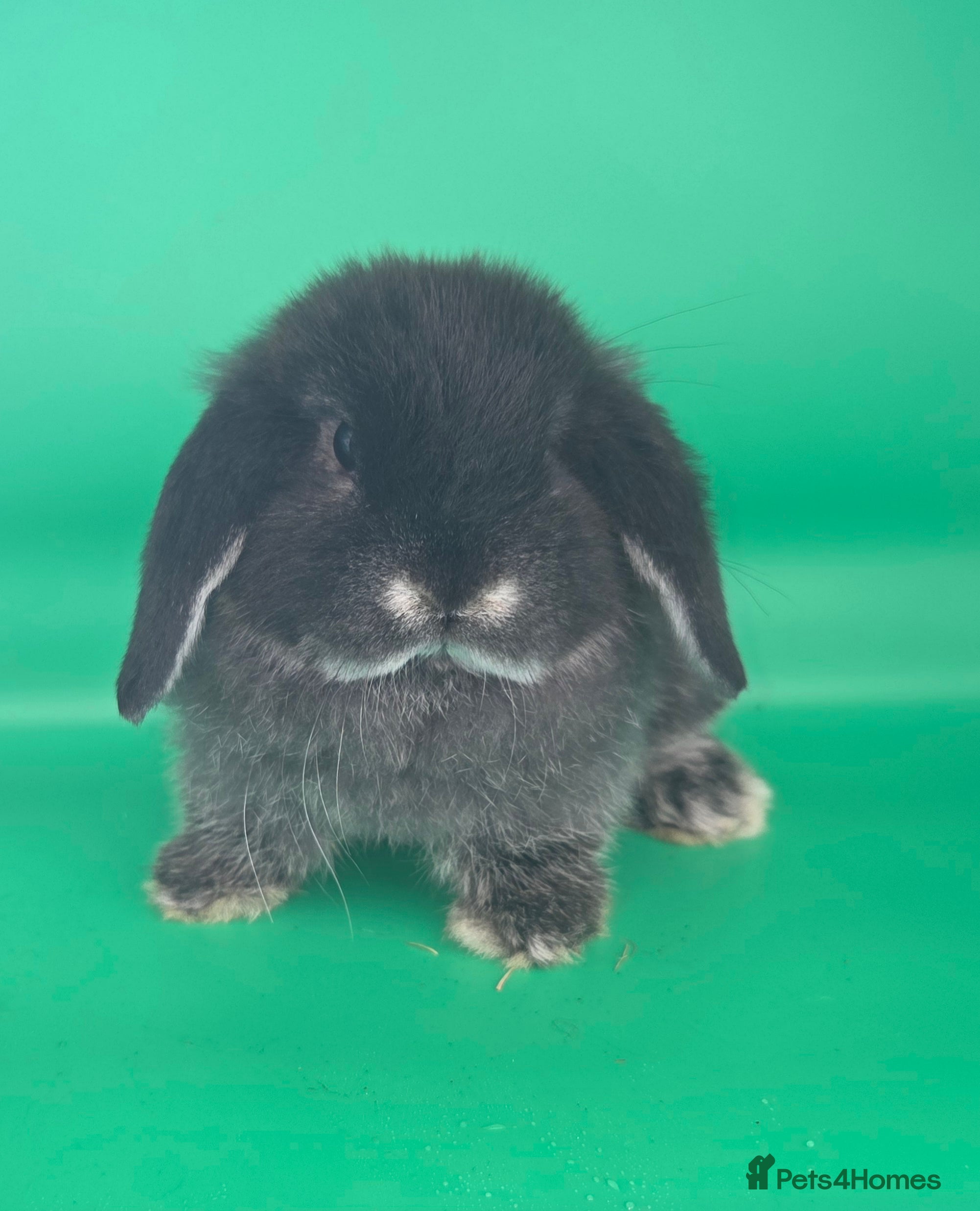 Mini Lop rabbits PURE MINI LOP BUNNIES ( All COLOURS) - Advert 16