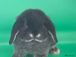 Mini Lop rabbits PURE MINI LOP BUNNIES ( All COLOURS) - Advert 4